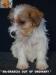 Jack Russell Terrier - Cuccioli Altamente Selezionati 444921e.jpg