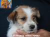 Jack Russell Terrier - Cuccioli Altamente Selezionati 444921f.jpg