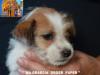 Jack Russell Terrier - Cuccioli Altamente Selezionati 444921g.jpg