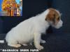 Jack Russell Terrier - Cuccioli Altamente Selezionati 444921i.jpg