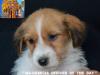 Jack Russell Terrier - Cuccioli Altamente Selezionati 444921j.jpg