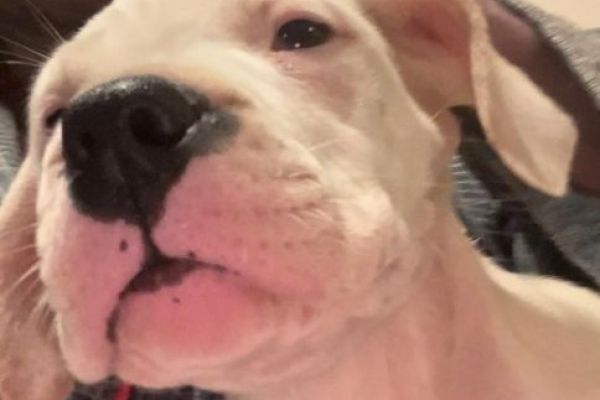 Dogo Argentino cuccioli in vendita dogoargentinocuccioliinvendita1.jpg