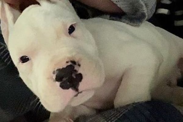 Dogo Argentino cuccioli in vendita dogoargentinocuccioliinvendita12345.jpg