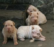 Shar-pei cuccioli Sharpeicuccioli1.jpg