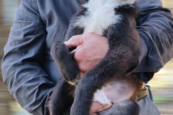 Lex un cucciolone dolcissimo in cerca di casa lexuncucciolonedolcissimoincer.jpg