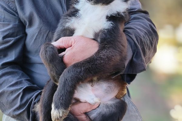 Lex un cucciolone dolcissimo in cerca di casa lexuncucciolonedolcissimoincer1.jpg