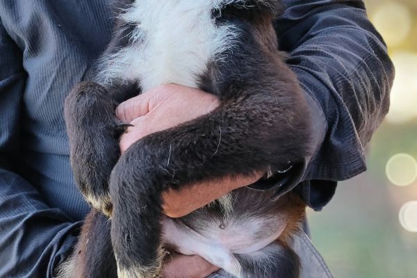 Lex un cucciolone dolcissimo in cerca di casa lexuncucciolonedolcissimoincer12.jpg