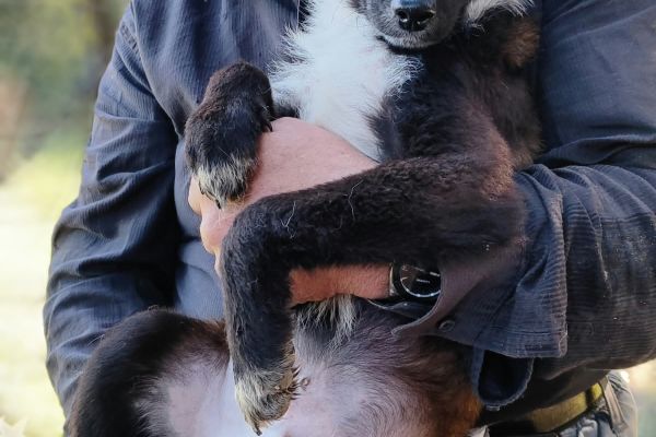 Lex un cucciolone dolcissimo in cerca di casa lexuncucciolonedolcissimoincer123.jpg