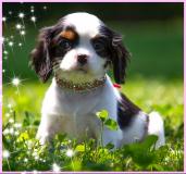 Cuccioli di Cavalier King CucciolidiCavalierKing-5d13543b188bc.jpg