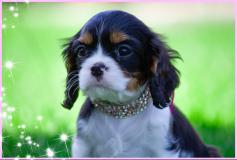 Cuccioli di Cavalier King CucciolidiCavalierKing-5d13543e06981.jpg