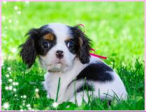 Cuccioli di Cavalier King CucciolidiCavalierKing-5d135440cae53.jpg