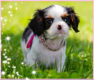 Cuccioli di Cavalier King CucciolidiCavalierKing-5d13544305e7c.jpg