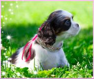 Cuccioli di Cavalier King CucciolidiCavalierKing-5d1354452ffe8.jpg