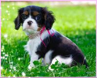 Cuccioli di Cavalier King CucciolidiCavalierKing-5d1354475bc8c.jpg