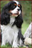 Cuccioli di Cavalier King CucciolidiCavalierKing-5d13544d113df.jpg