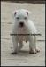 Cuccioli Dogo Argentino 452345b.jpg