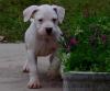 Cuccioli Dogo Argentino 452345c.jpg