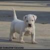 Cuccioli Dogo Argentino 452345e.jpg