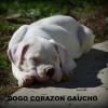 Cuccioli Dogo Argentino 452345g.jpg