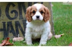 cuccioli di cavalier king cucciolidicavalierking.jpg