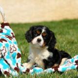 cuccioli di cavalier king cucciolidicavalierking1.jpg