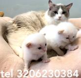 ragdoll ragdoll-5f0188874dee9.jpg