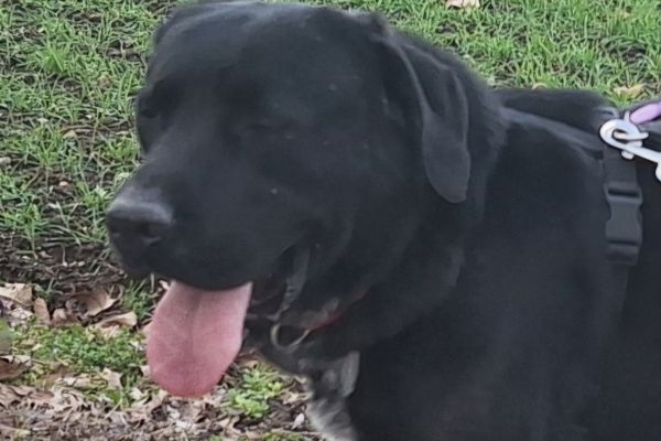 Lukas labrador di due anni lukaslabradordidueanni.jpg
