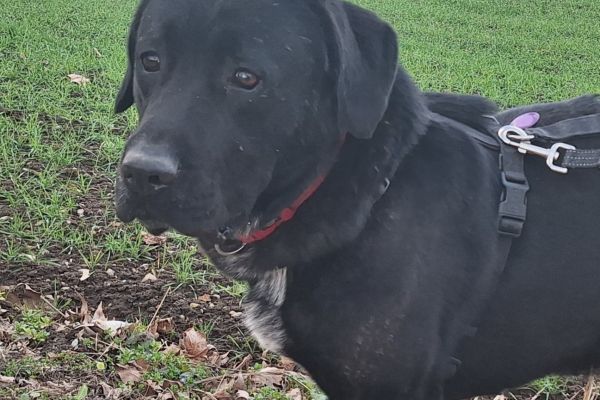 Lukas labrador di due anni lukaslabradordidueanni1.jpg