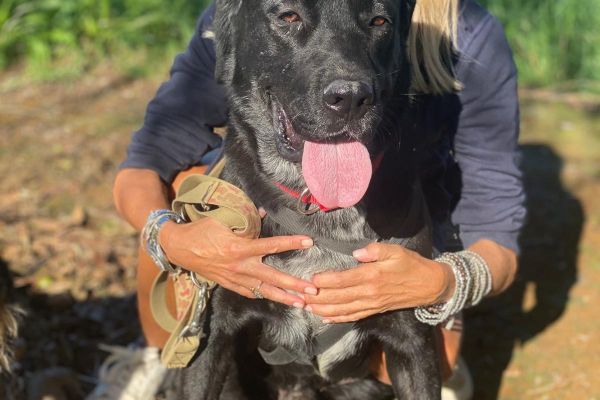 Lukas labrador di due anni lukaslabradordidueanni123.jpg