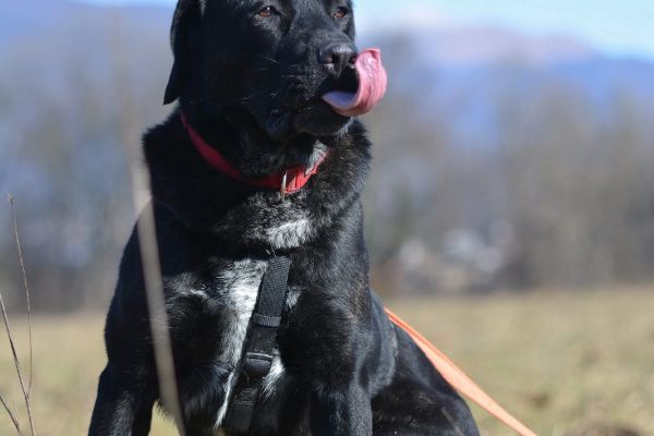 Lukas labrador di due anni lukaslabradordidueanni12345.jpg