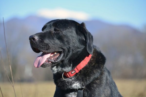Lukas labrador di due anni lukaslabradordidueanni123456.jpg