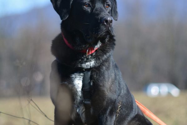 Lukas labrador di due anni lukaslabradordidueanni1234567.jpg
