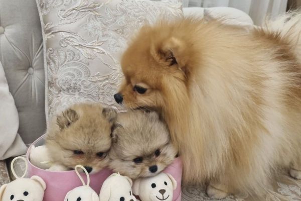 Pomerania cuccioli BOO di razza pura pomeraniacuccioliboodirazzapur.jpg