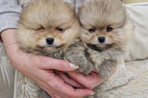 Pomerania cuccioli BOO di razza pura pomeraniacuccioliboodirazzapur1.jpg