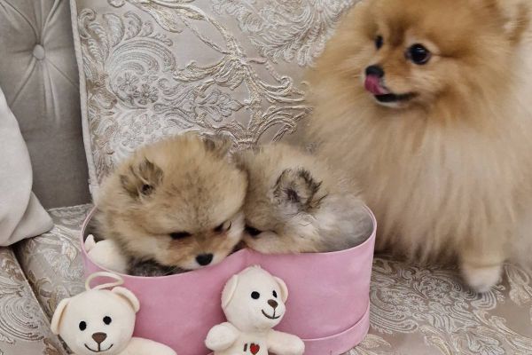 Pomerania cuccioli BOO di razza pura pomeraniacuccioliboodirazzapur123.jpg
