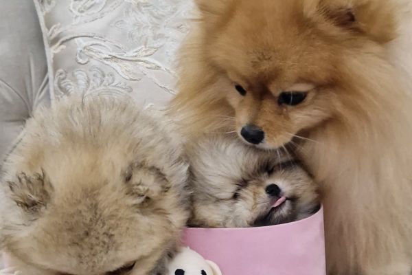 Pomerania cuccioli BOO di razza pura pomeraniacuccioliboodirazzapur1234.jpg