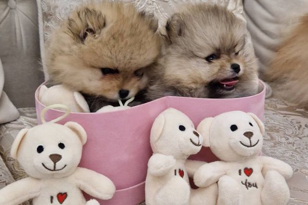 Pomerania cuccioli BOO di razza pura pomeraniacuccioliboodirazzapur12345.jpg