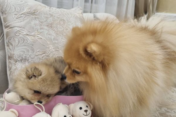 Pomerania cuccioli BOO di razza pura pomeraniacuccioliboodirazzapur12345678.jpg