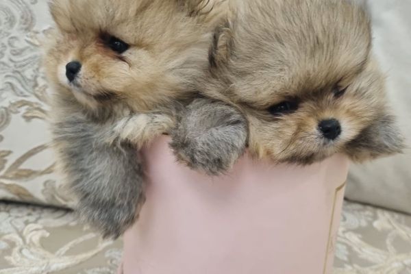 Pomerania cuccioli BOO di razza pura pomeraniacuccioliboodirazzapur123456789.jpg