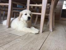 Golden Retriever Cuccioli GoldenRetrieverCuccioli.jpg Golden Retriever Cuccioli GoldenRetrieverCuccioli.jpg