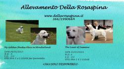 Golden Retriever Cuccioli GoldenRetrieverCuccioli1.jpg