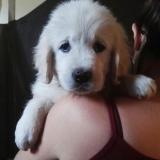 Golden Retriever Cuccioli GoldenRetrieverCuccioli12.jpg