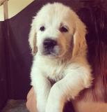 Golden Retriever Cuccioli GoldenRetrieverCuccioli123.jpg Golden Retriever Cuccioli GoldenRetrieverCuccioli123.jpg