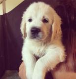 Golden Retriever Cuccioli GoldenRetrieverCuccioli123.jpg