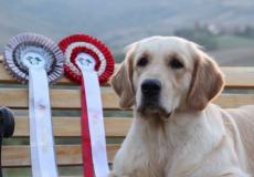 Cuccioli di Golden Retriever di alta genealogia CucciolidiGoldenRetrieverdialtagenealogia-5d01198606f97.jpg