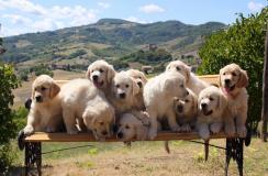 Cuccioli di Golden Retriever di alta genealogia CucciolidiGoldenRetrieverdialtagenealogia-5d01198f272e8.jpg