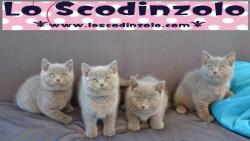 british shorthair blue britishshorthairblue.jpg