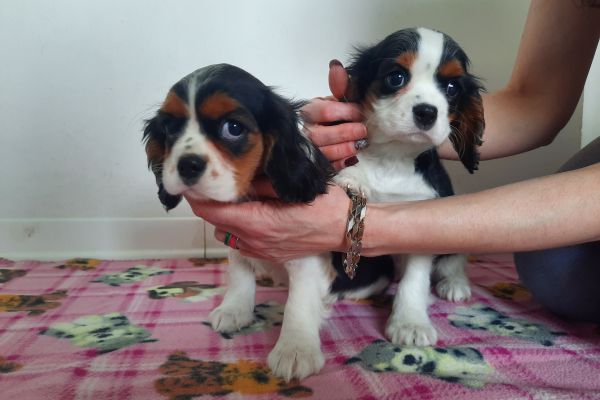 Cavalier King Tricolore Cuccioli cavalierkingtricolorecuccioli12.jpg