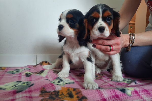 Cavalier King Tricolore Cuccioli cavalierkingtricolorecuccioli1234.jpg