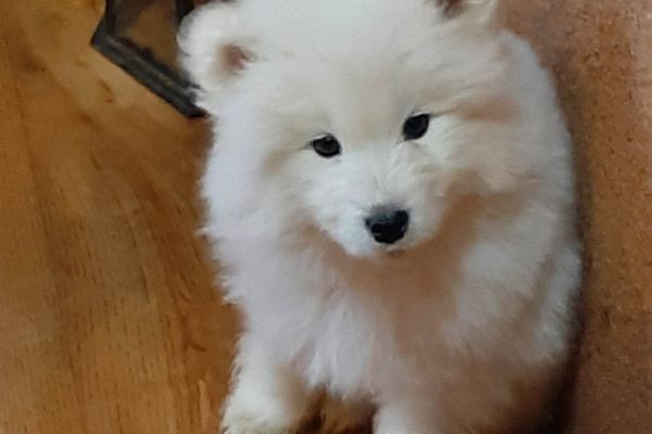 Samoiedo bellissimi cuccioli samoiedobellissimicuccioli.jpg